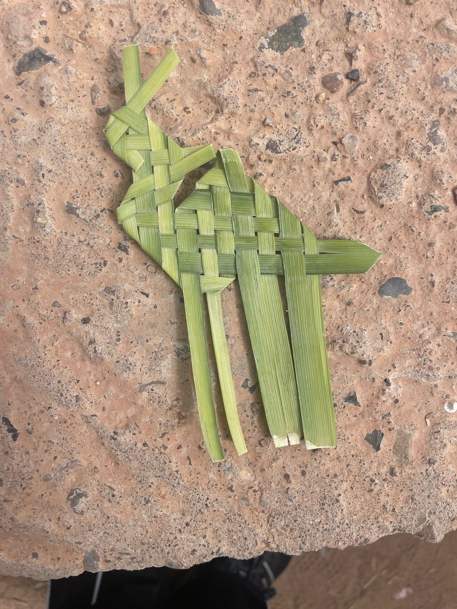 Palm Frond Camel