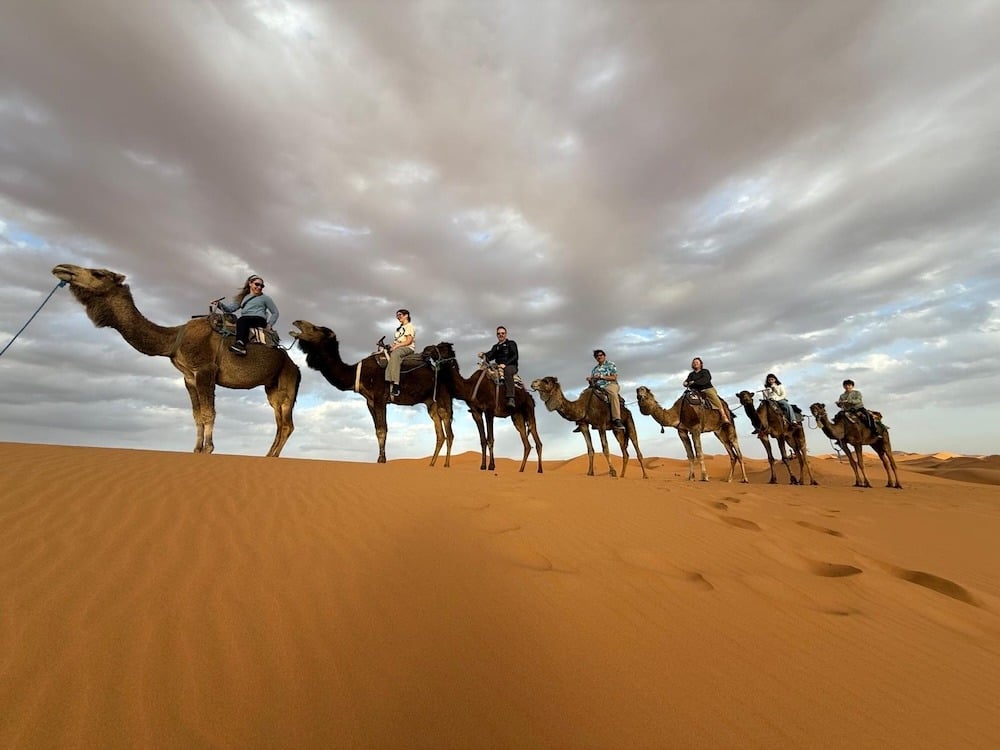 Camels in the Sahara