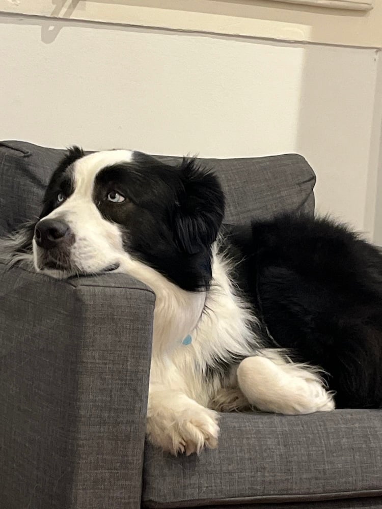 Cody Loves Couches
