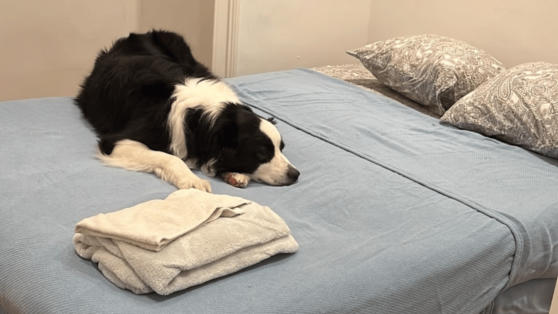 cody on the bed