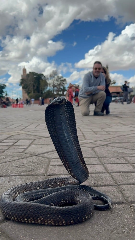 The Snake