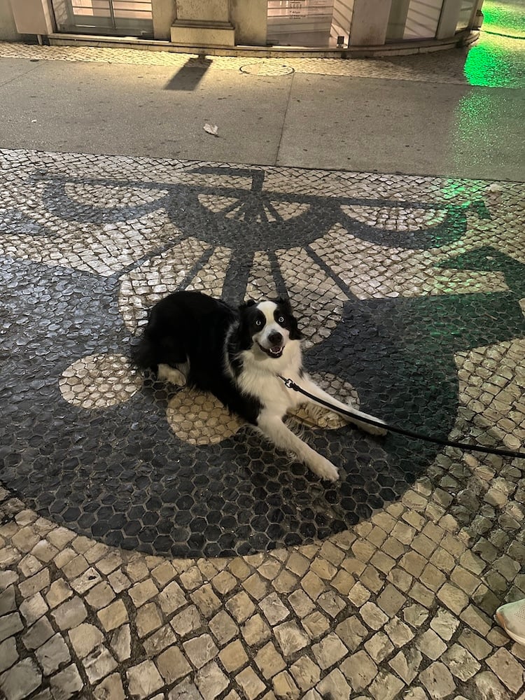 Cody Loves the Calçada