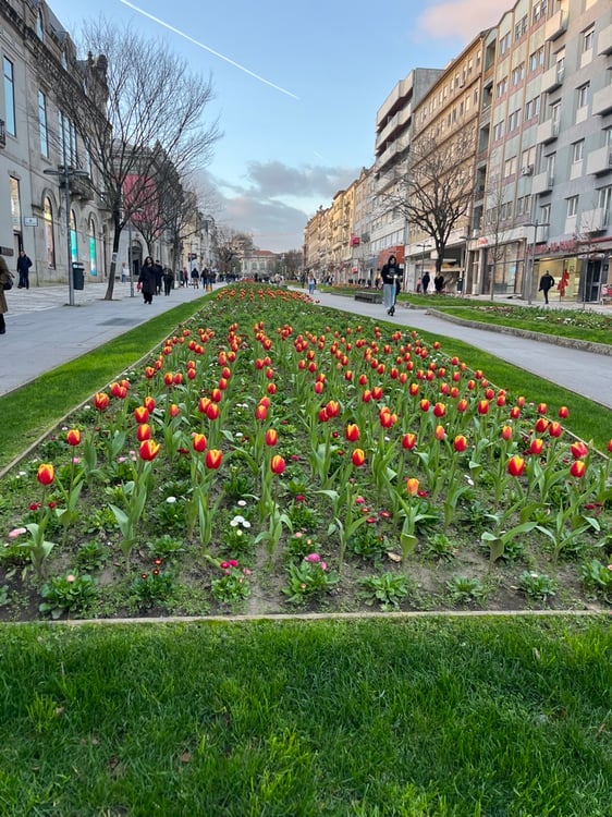 Tulips in Braga