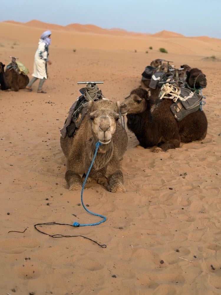 Camel Time
